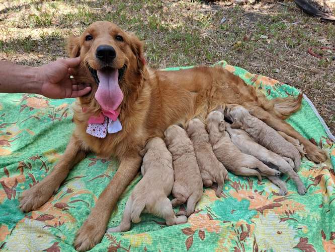 Golden Retriever 