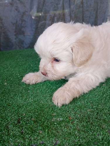 Hermoso bebe frenchpoodle listo para llenarte de amor 