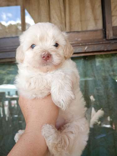 Hermoso bebe frenchpoodle listo para llenarte de amor 
