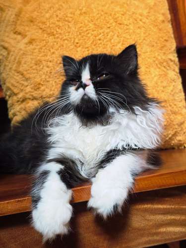 Hermoso gatito persa bicolor 