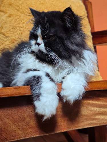 Hermoso gatito persa bicolor 