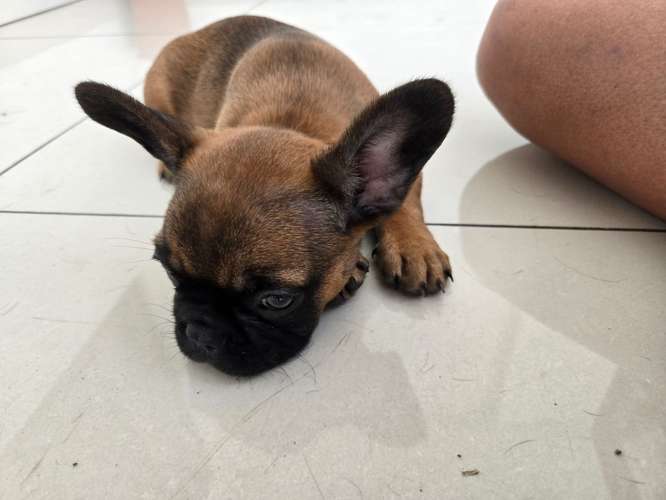  Bulldog Francés Fawn  - Imagen 2
