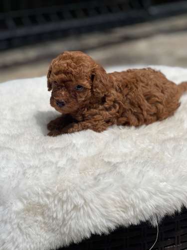 French poodle 