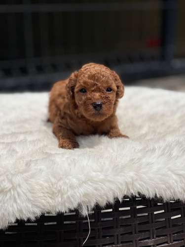 French poodle 
