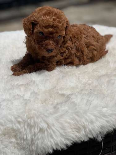 French poodle 