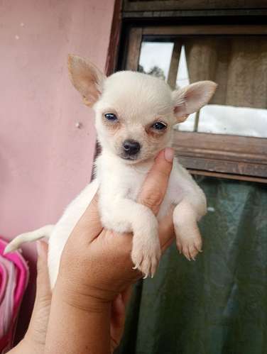 Desparacitado, vacunados 2 meses listos para entregar 