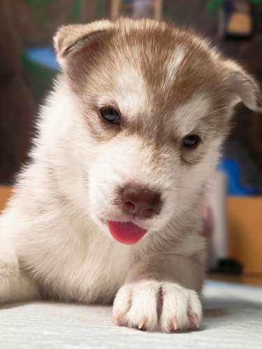 Husky - Imagen 3