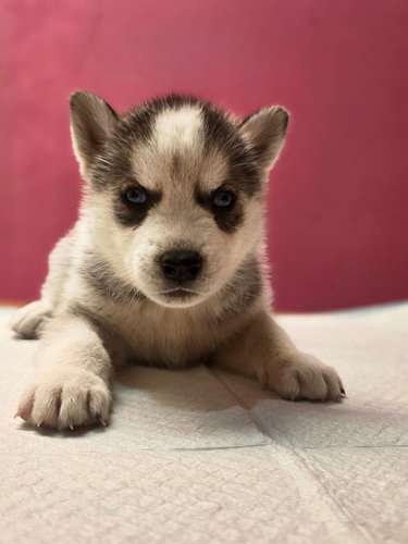 Husky - Imagen 2