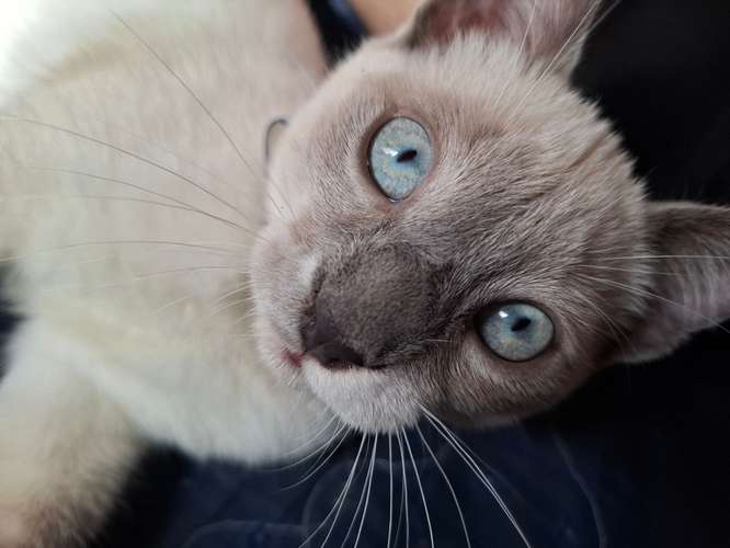 Se vende gato siamés point 