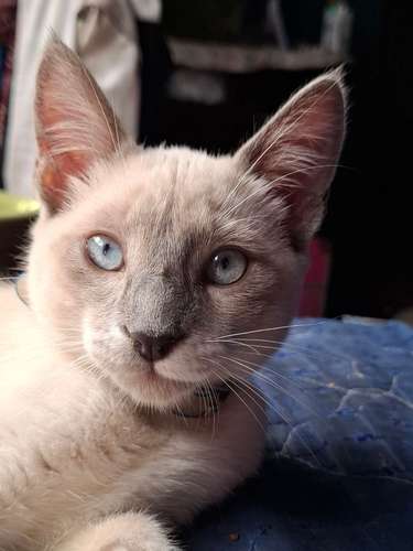 Se vende gato siamés point 