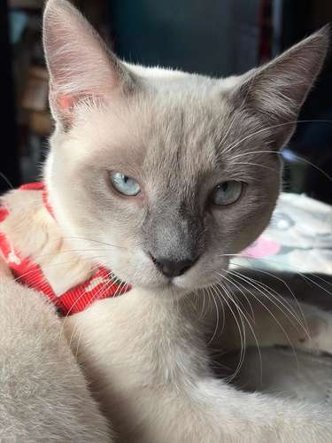 Se vende gato siamés point 