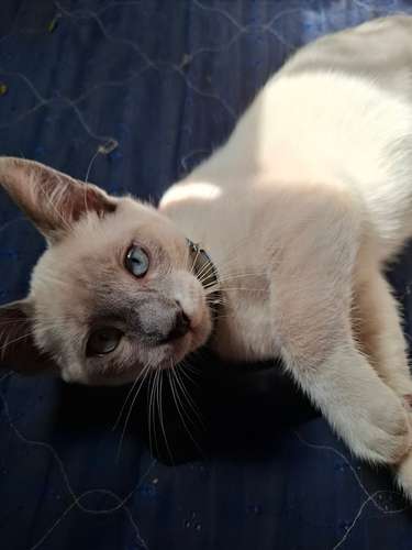 Se vende gato siamés point 