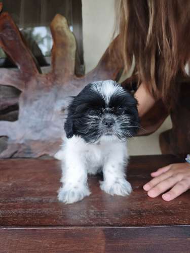 Shih Tzu