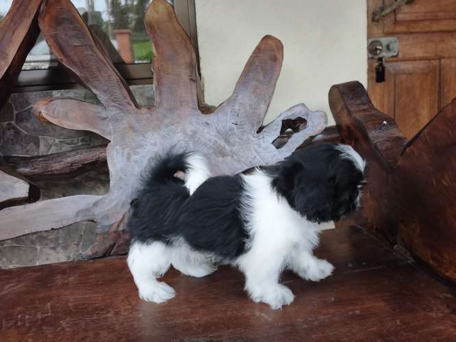 Shih Tzu