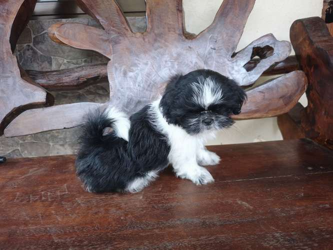 Shih Tzu