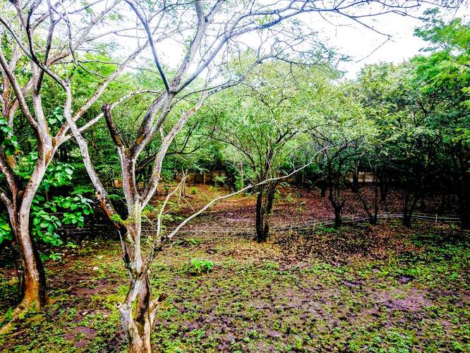 Lote de 11,832 m² con Agua y Electricidad – A Pasos de Playa Conchal y Puerto Viejo - Imagen 5