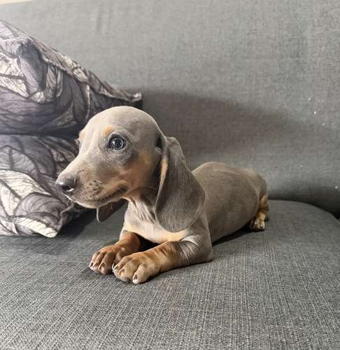 Perros Salchicha - Imagen 4