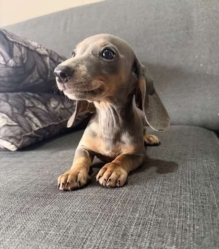 Perros Salchicha - Imagen 3