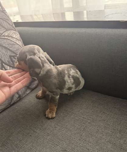 Perros Salchicha - Imagen 2