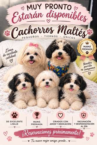Cachorros Maltés 