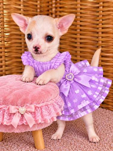 Bella chihuahua 