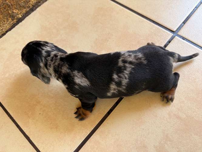 Preciosos Cachorros Salchicha (Dachshund) - Imagen 3