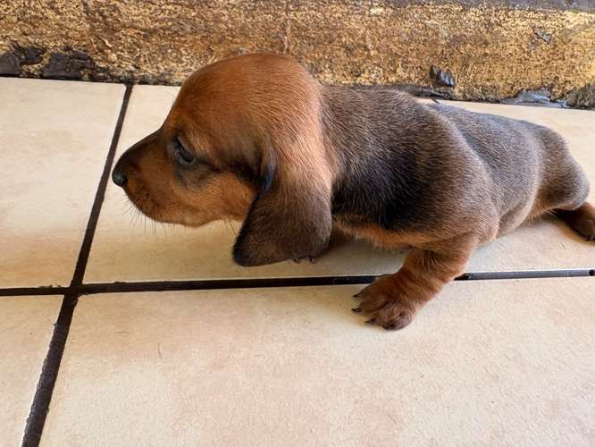 Preciosos Cachorros Salchicha (Dachshund) - Imagen 4