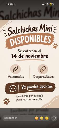 Preciosos Cachorros Salchicha (Dachshund) - Imagen 2