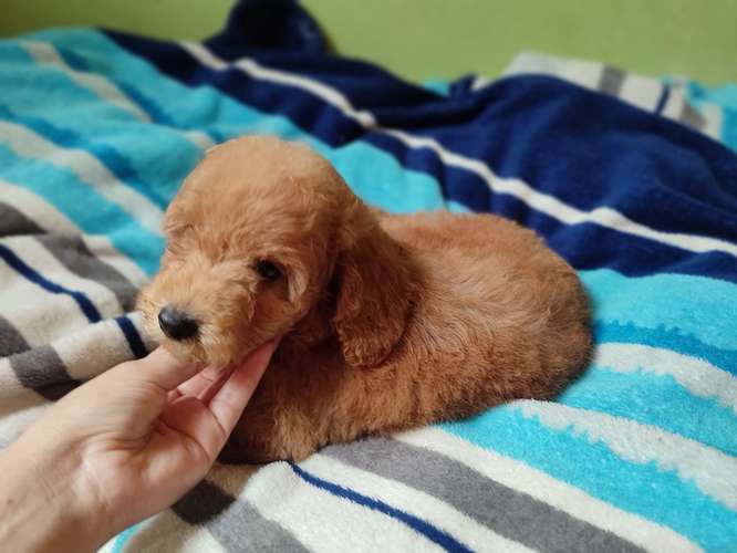 French poodles Apricor 