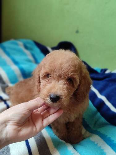 French poodles Apricor 