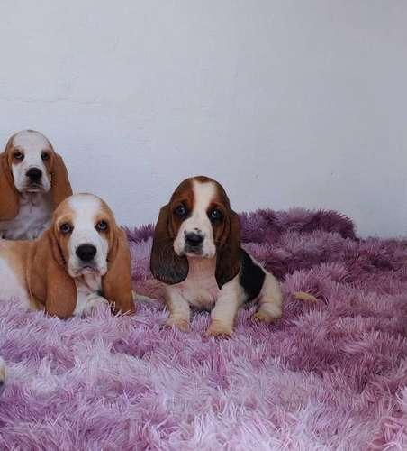 Basset hound 