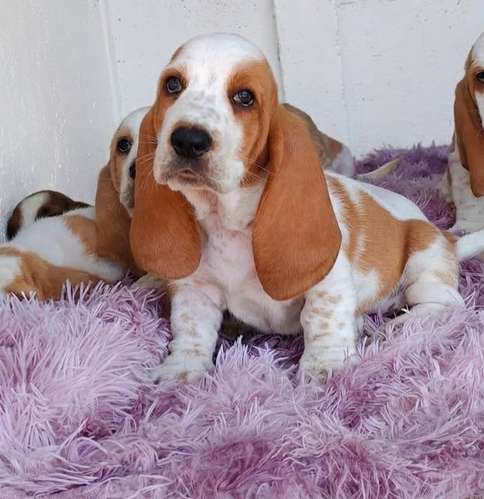 Basset hound 