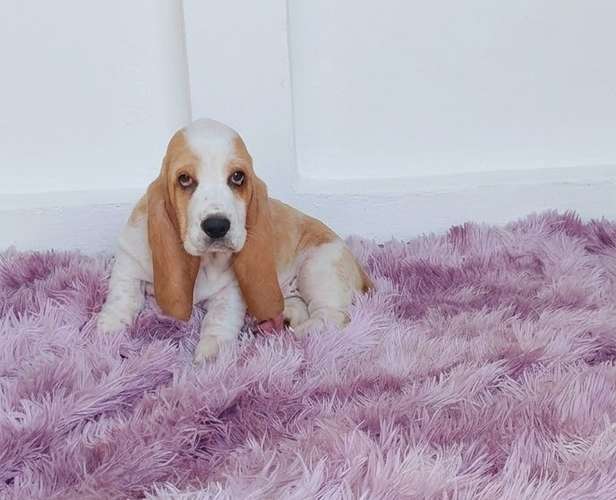 Basset hound 