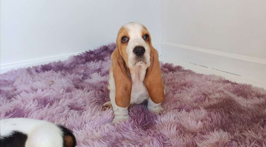 Basset hound 