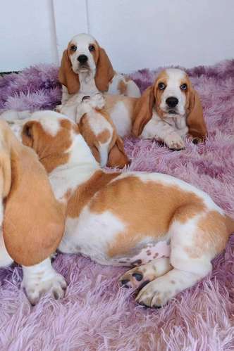 Basset hound 