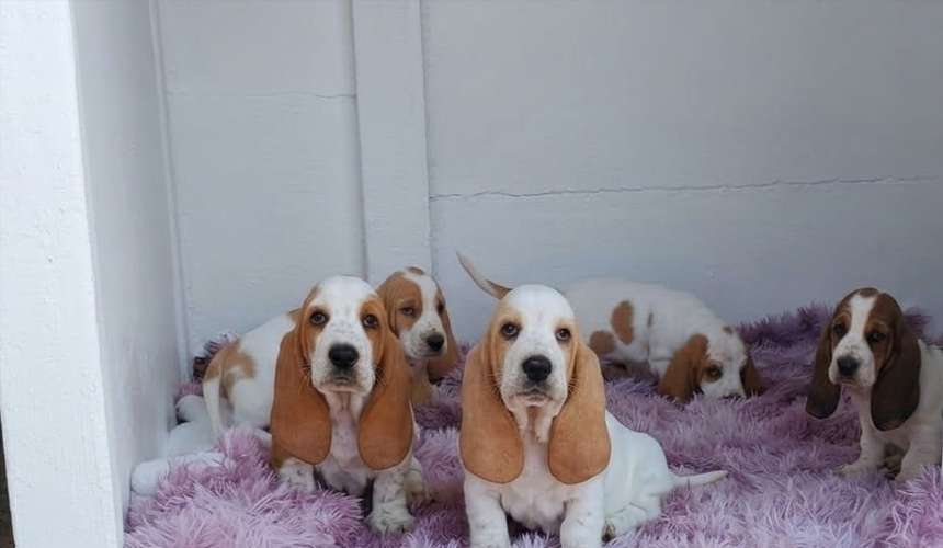 Basset hound 