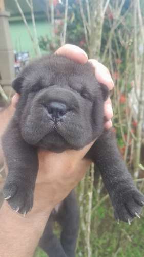 Cachorra scharpei