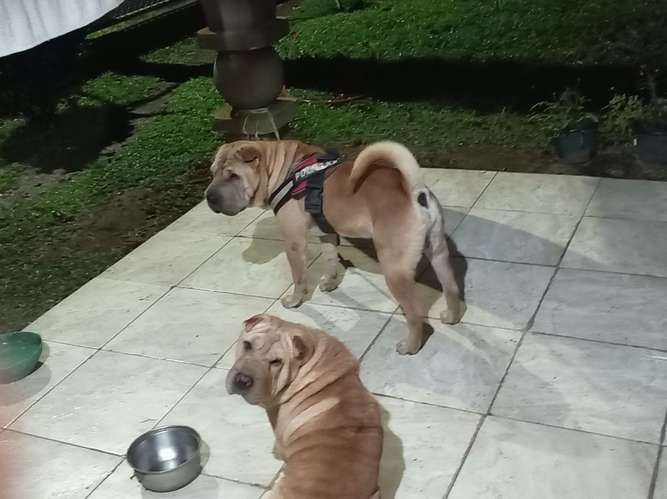 Cachorra scharpei - Imagen 5
