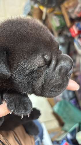 Cachorra scharpei - Imagen 3