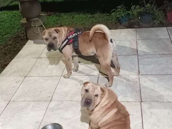 Cachorra scharpei  - Imagen 7