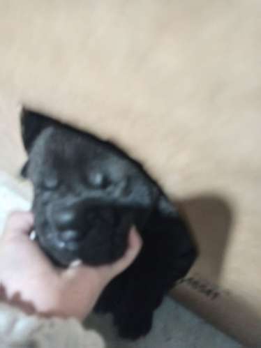 Cachorra scharpei  - Imagen 6