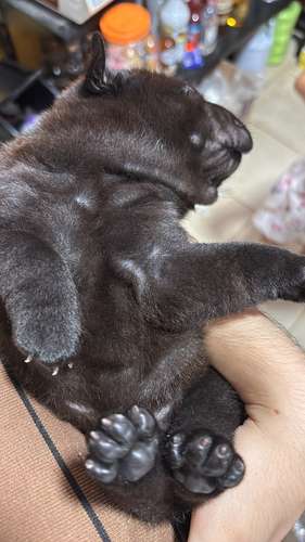 Cachorra scharpei  - Imagen 3