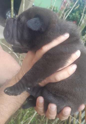 Cachorra scharpei  - Imagen 2