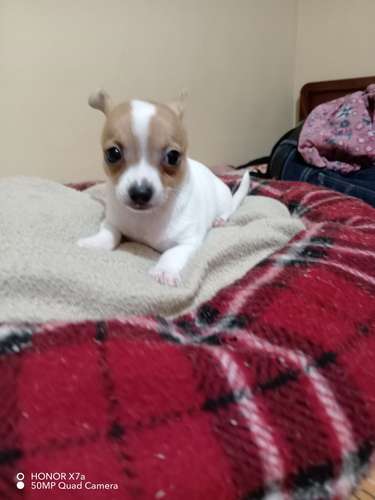 Machitos Mini chihuahua  - Imagen 4