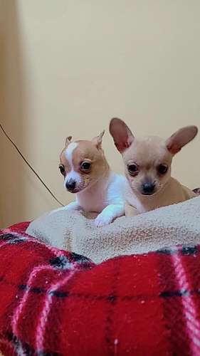 Machitos Mini chihuahua  - Imagen 5