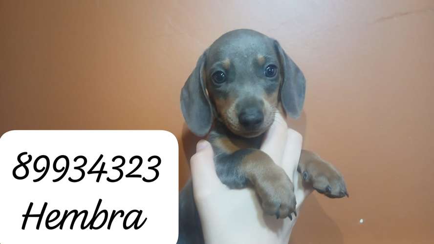 Dos hembritas salchichas mini disponibles. - Imagen 6