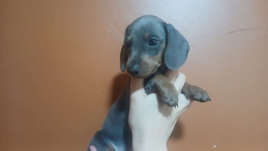 Dos hembritas salchichas mini disponibles. - Imagen 5