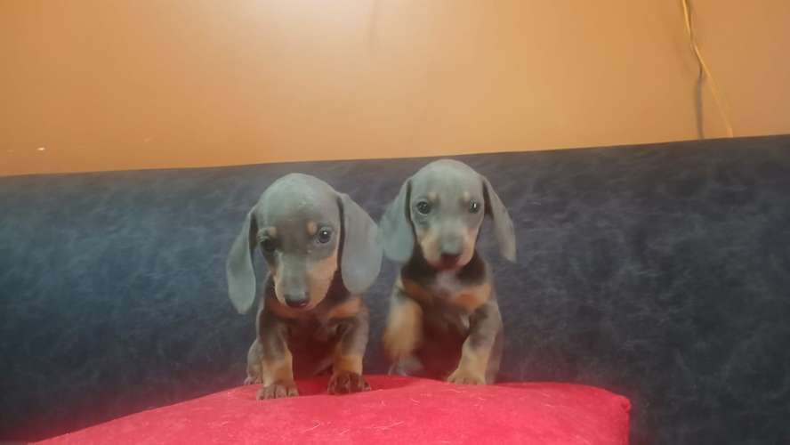 Dos hembritas salchichas mini disponibles. - Imagen 4