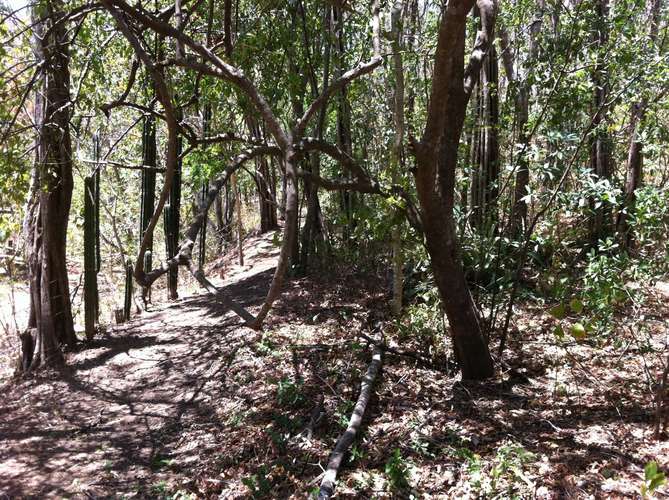  NATURALEZA Y LUJO EN PAPAGAYO: 5.75 HECTÁREAS PARA ECOTURISMO E INVERSIÓN EN PLAYA PANAMÁ - Imagen 15