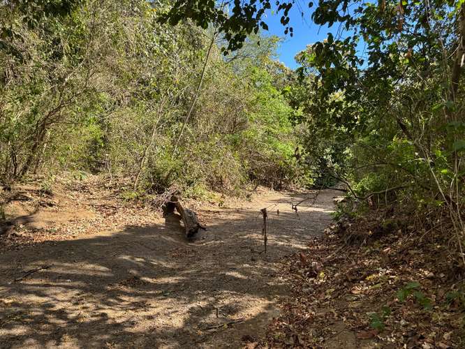  NATURALEZA Y LUJO EN PAPAGAYO: 5.75 HECTÁREAS PARA ECOTURISMO E INVERSIÓN EN PLAYA PANAMÁ - Imagen 10